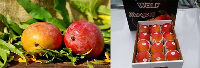 images/1704269529472producción de mango peruano.jpg